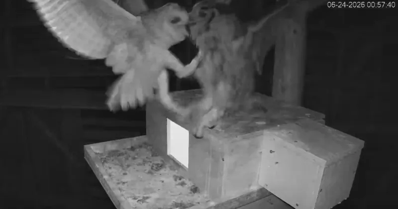 'Owl-eat-owl world': Adult kills pair of fledglings on popular NC live cam