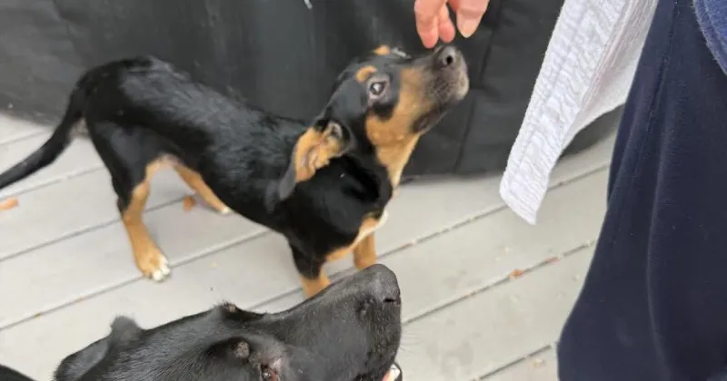 Found Dogs, Two Black and Tan Female Dogs in Southern Pines
