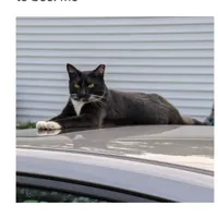 Lost Cat, Black and White Tuxedo Cat in West End (Taylortown) UPDATE: FOUND