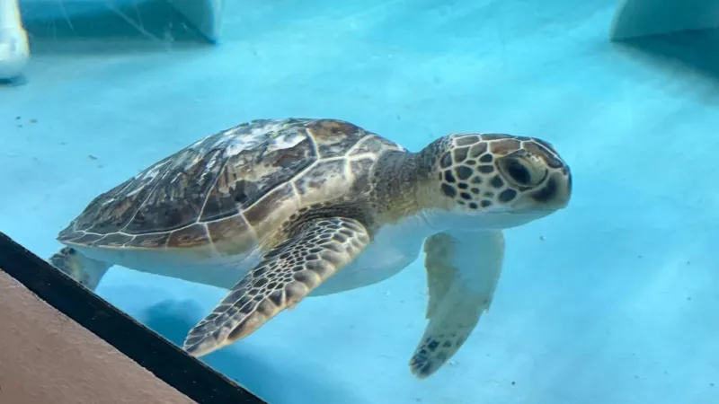 STAR Center staff nurse rescued sea turtles back to health at aquarium on Roanoke Island