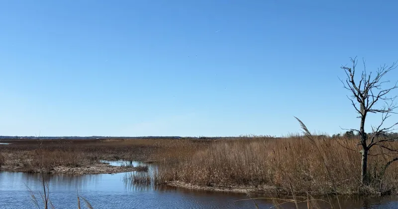 ECU researchers study marsh loss impact on waterfowl