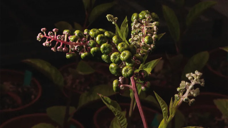 Mining Rare Earth Elements with Plants