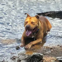 Lost Dog, Tan Staffordshire Terrier with white markings in Cameron