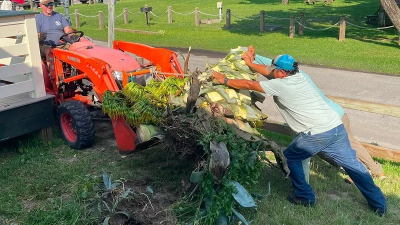 Century plant is gone, but pups remain; Ocracoke Commons eyes the next bloom generation