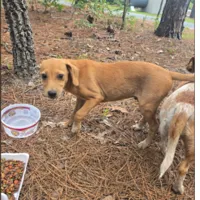 Found Dogs, Two Mixed Breed Puppies in Carthage