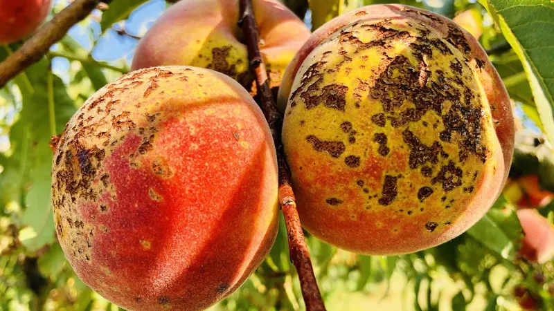 The Family Tree of Viruses Just Grew -- and It Paves the Way for a New Approach to Agricultural Research