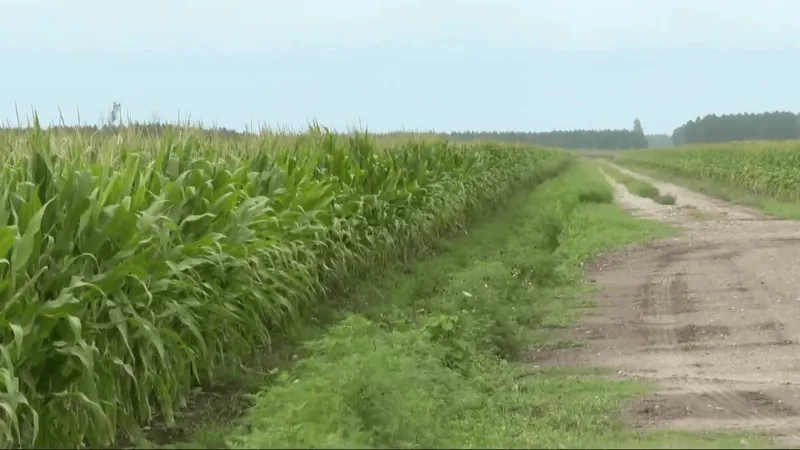 Heavy rains hit eastern Carolina, but Pamlico County farmers say drought damage is done