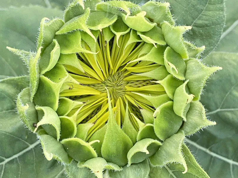 Fibonacci plus his golden ratio equal sunflower mathematics