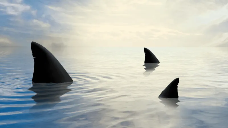 North Carolina Aquarium at Pine Knoll Shores hosts 'Fins of the Future'Shark Week
