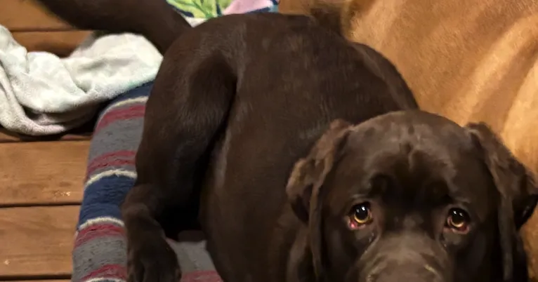 Lost Dog, Chocolate Lab in Southern Pines