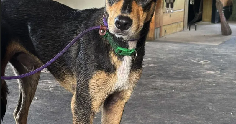 Found Dog, Hound Mix in Southern Pines (Youngs Road)