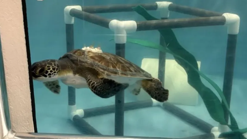 North Carolina Aquarium's STAR Center updates on sea turtles in care on Roanoke Island