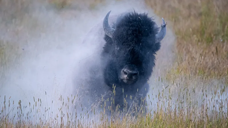 When Wildlife Attacks