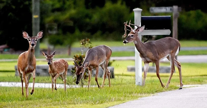 Pinehurst to Authorize Deer Deterrent Barriers