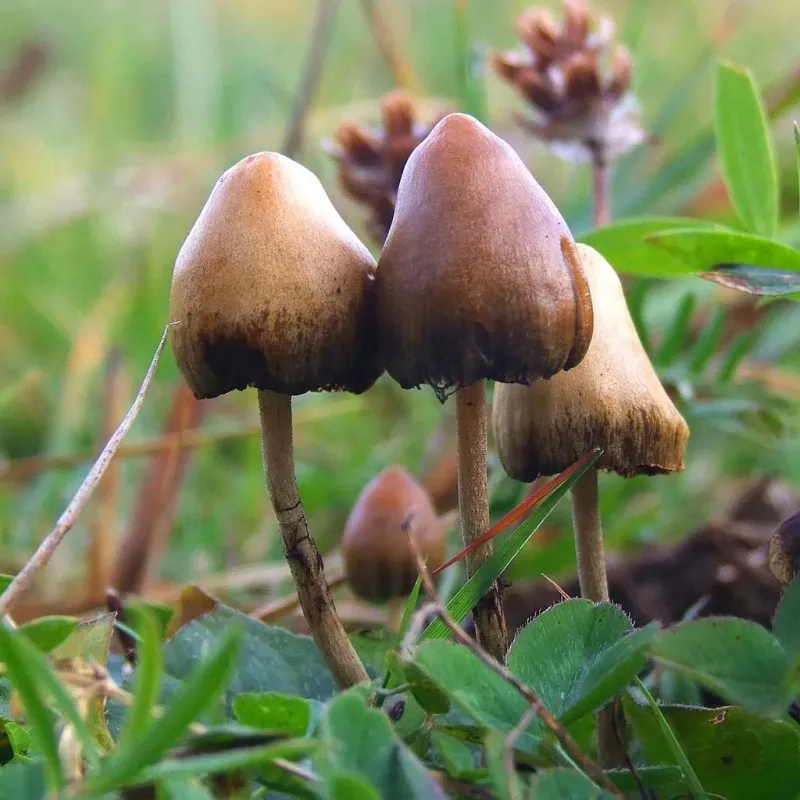 Psychedelic-assisted therapy research gains traction with NC lawmakers, academics