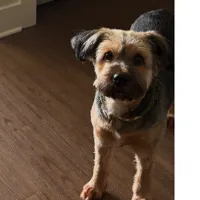 Lost Dog, Brown and Gray Mixed Breed in Southern Pines