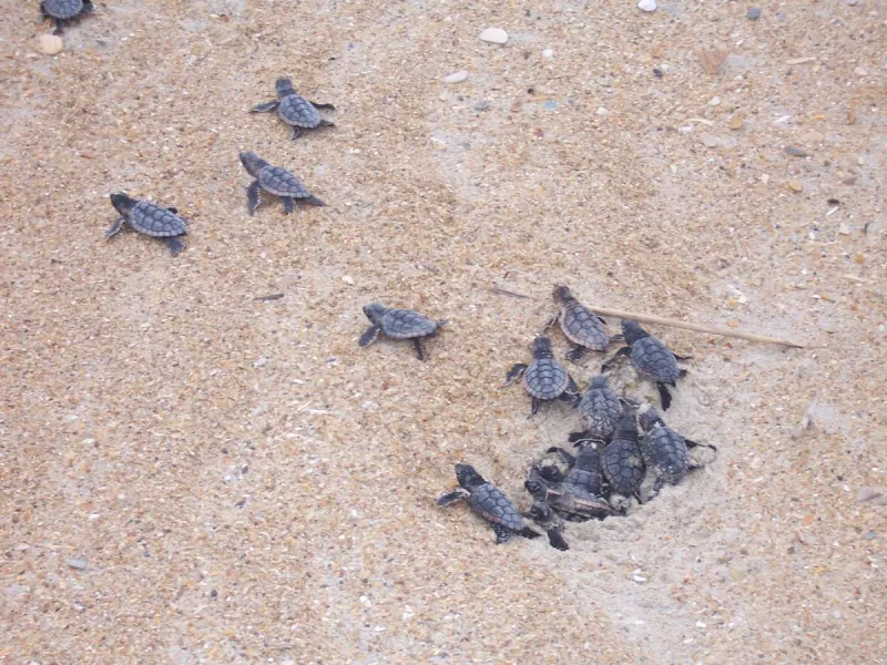 State wildlife officials launch coastal animal watch survey