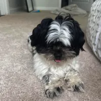 Lost Dog, Black and White Maltipoo in Southern Pines
