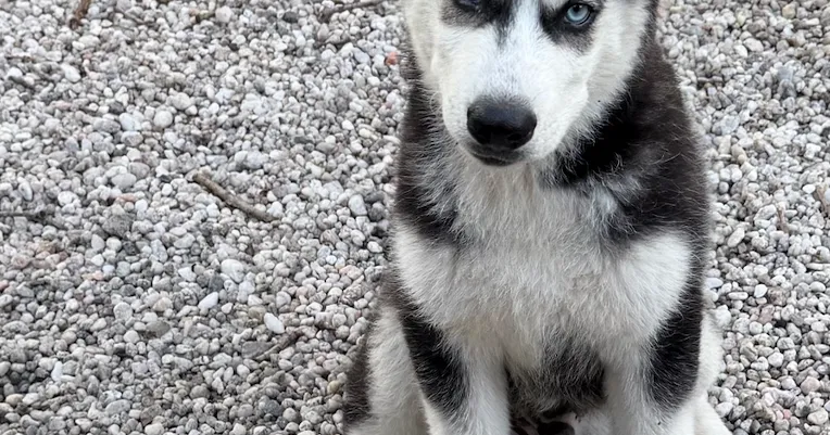 Lost Dogs, Two Black & White Husky Puppies in Robbins
