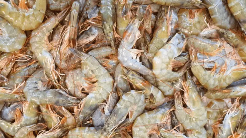 DNA tests find half of Outer Banks restaurants still not serving wild American shrimp
