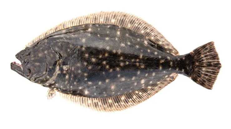 State announces commercial flounder season opening dates