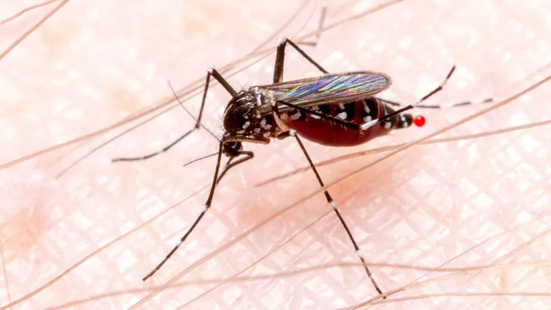 Backyard Mosquito Sprays May Be Fueling Insecticide Resistance