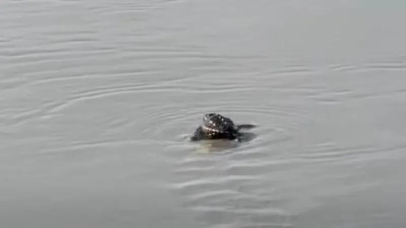 Healthy hatchlings reach the ocean as Topsail turtle season gets underway