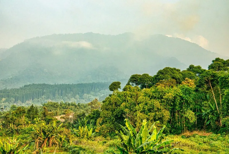 Community-Led Health and Livelihood Programs Helped Protect Rainforests During the Pandemic