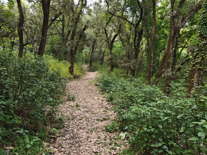 Birdsong and walks in the forest tied to significant mental health benefits