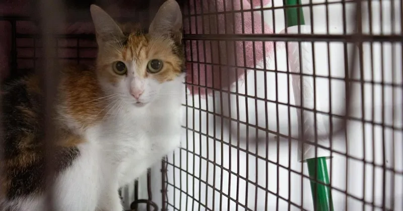 Foundations Work To Slow Feral Cat Problem