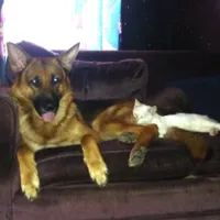 Lost Dog, German Shepherd in Lobelia UPDATE: FOUND