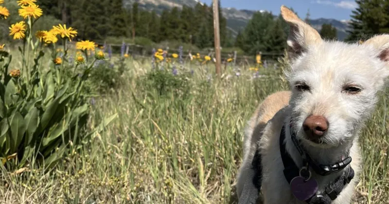 Taking the kids: And celebrating Colorado's big summer birthday