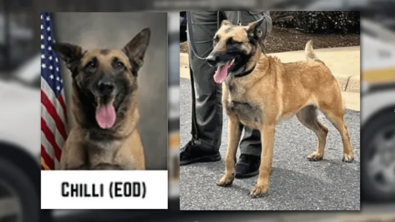 PETA urges Pitt County Sheriff to end K-9 unit, offers robot dog after K9 Chilli's death