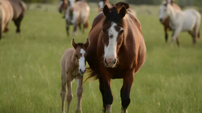 Researchers Identify Useful Tool for Diagnosing Endocrine Dysfunction in Sick Foals