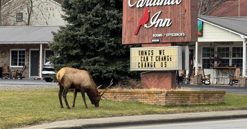 Elk hunt coming, but only two hunters will win the chance to take a shot