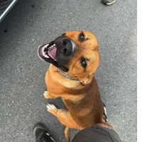 Found Dog, Brown Mixed Breed in West End UPDATE: HOME