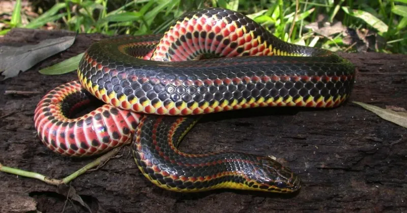 Wildlife Office Needs Help Spotting a Rainbow...Snake