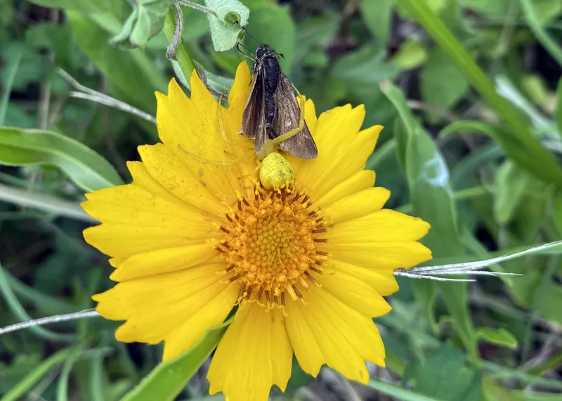 Not just eye candy; flowers, pollinators they attract are vital