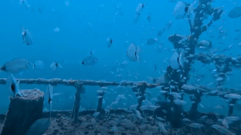 Marine fisheries highlight popular artificial reef near Beaufort