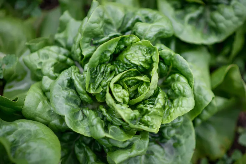 NC State Experts Available to Speak on Cyclospora