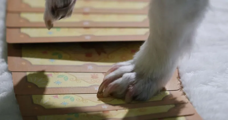 South Koreans turn to tarot to glean their pets' thoughts