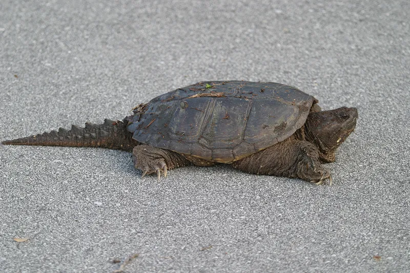 My uncommon interactions with common snapping turtles