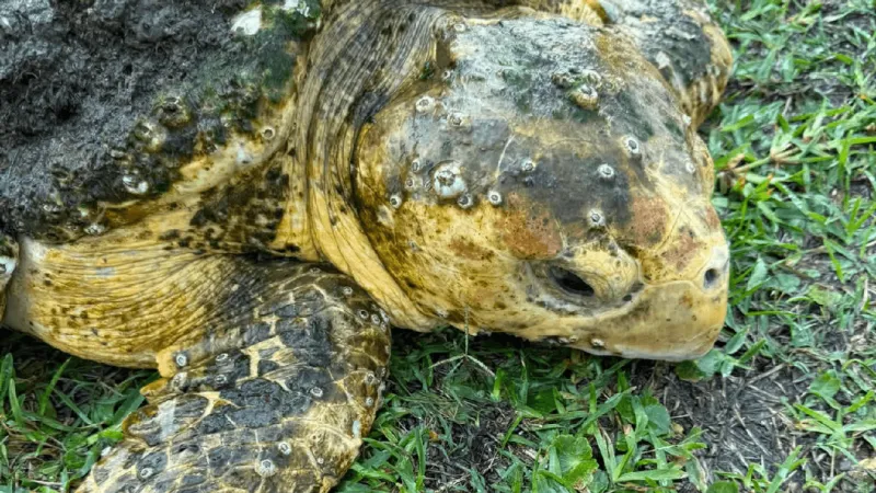 Injured loggerhead sea turtle rescued from Intracoastal Waterway