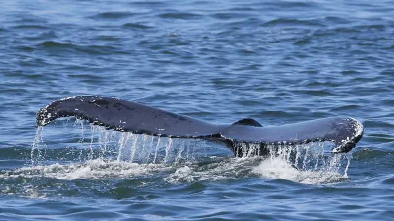 NC Aquariums team honored for helping protect endangered North Atlantic right whales