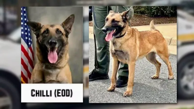 Greenville mayor responds after Pitt sheriff's K-9 Chilli dies in patrol car