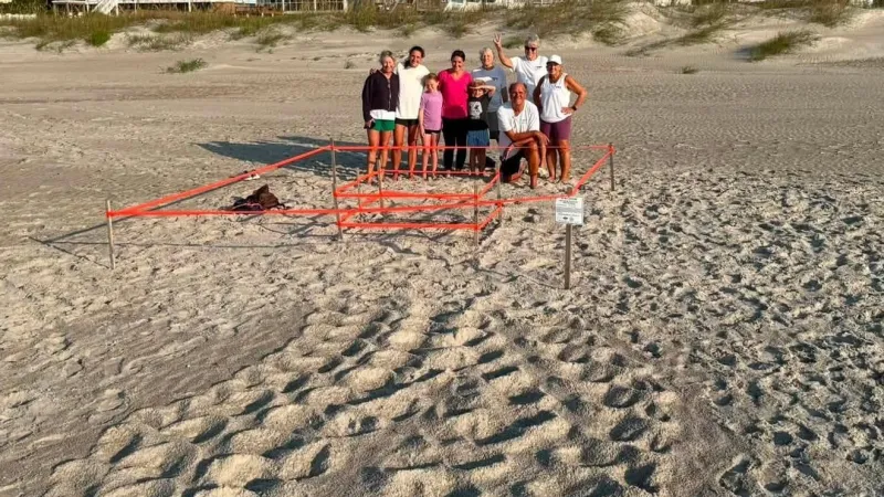 Volunteers find season's 140th turtle nest while walking Topsail Island beach