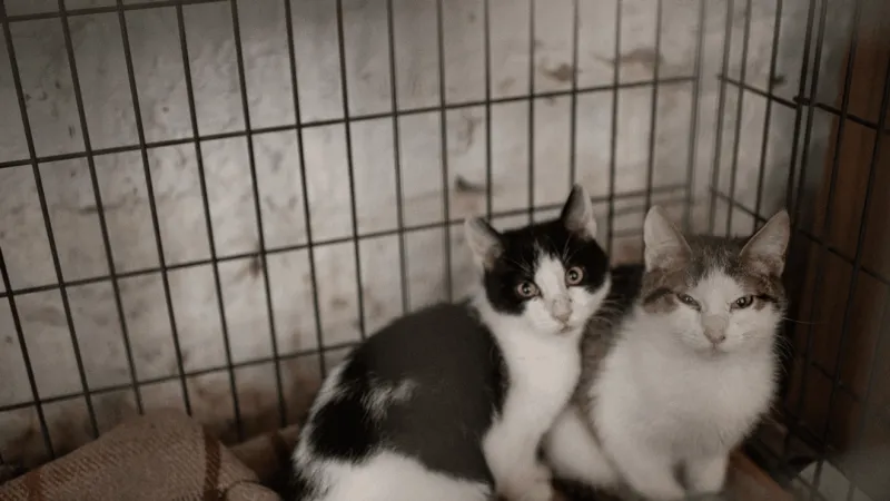 Adopt an Angel seeks donations to transport and care for 31 Duplin County cats