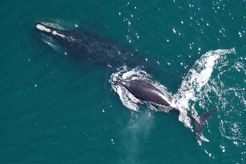 NOAA recognizes NC Aquariums' mammal stranding team