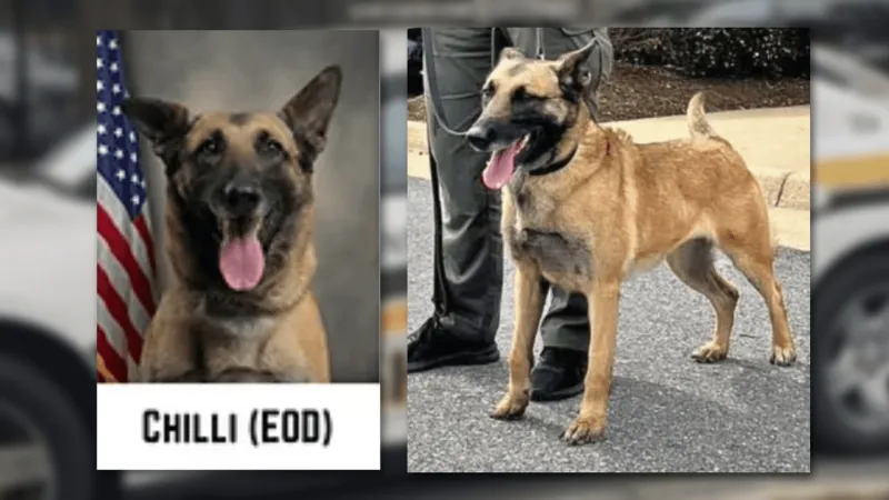 North Carolina SBI reviewing death of Pitt County Sheriff's Office K-9 Chilli