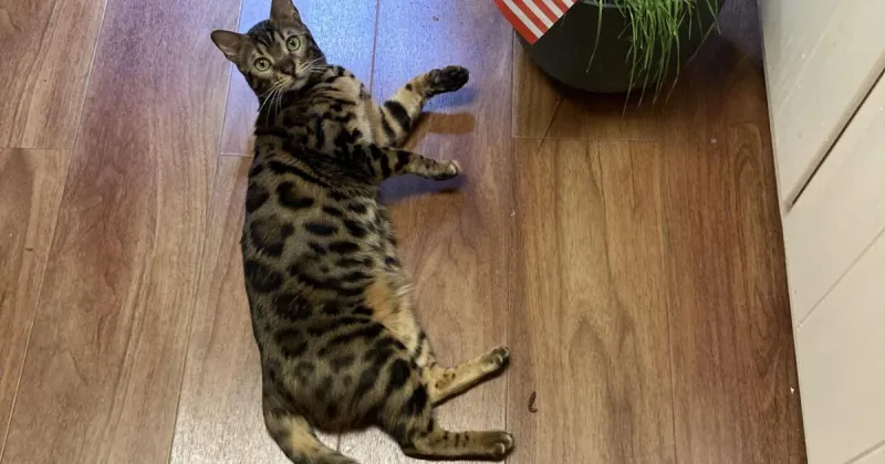 Lost Cat, Brown Bengal in Southern Pines